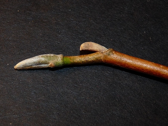 {Magnolia acuminata}